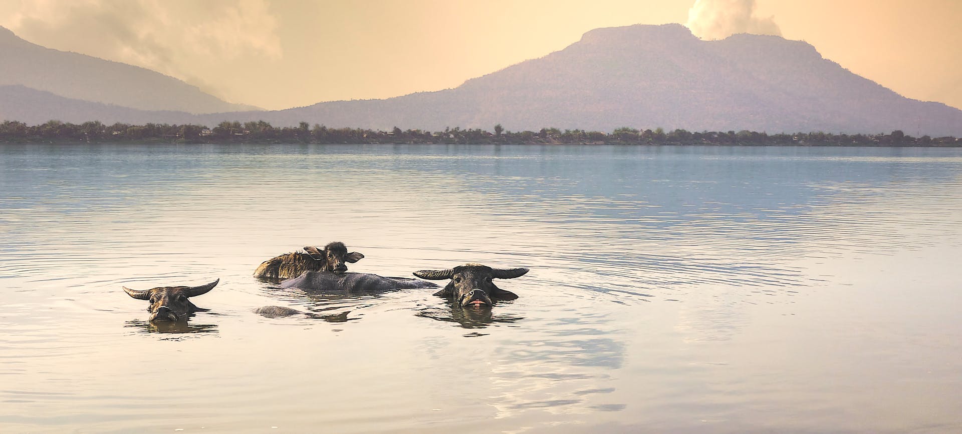Water Buffalos in Mekong River, Muang Sing, Laos